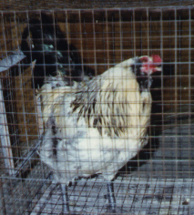 Do as I say, or suffer the consequences...